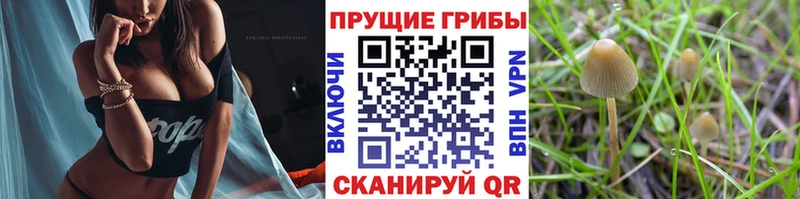 Галлюциногенные грибы мицелий Трубчевск